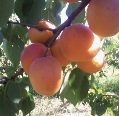 Photo de l'entreprise : EARL de Malrif