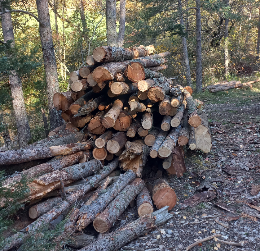 Photo de l'entreprise : Dévoluy Bois