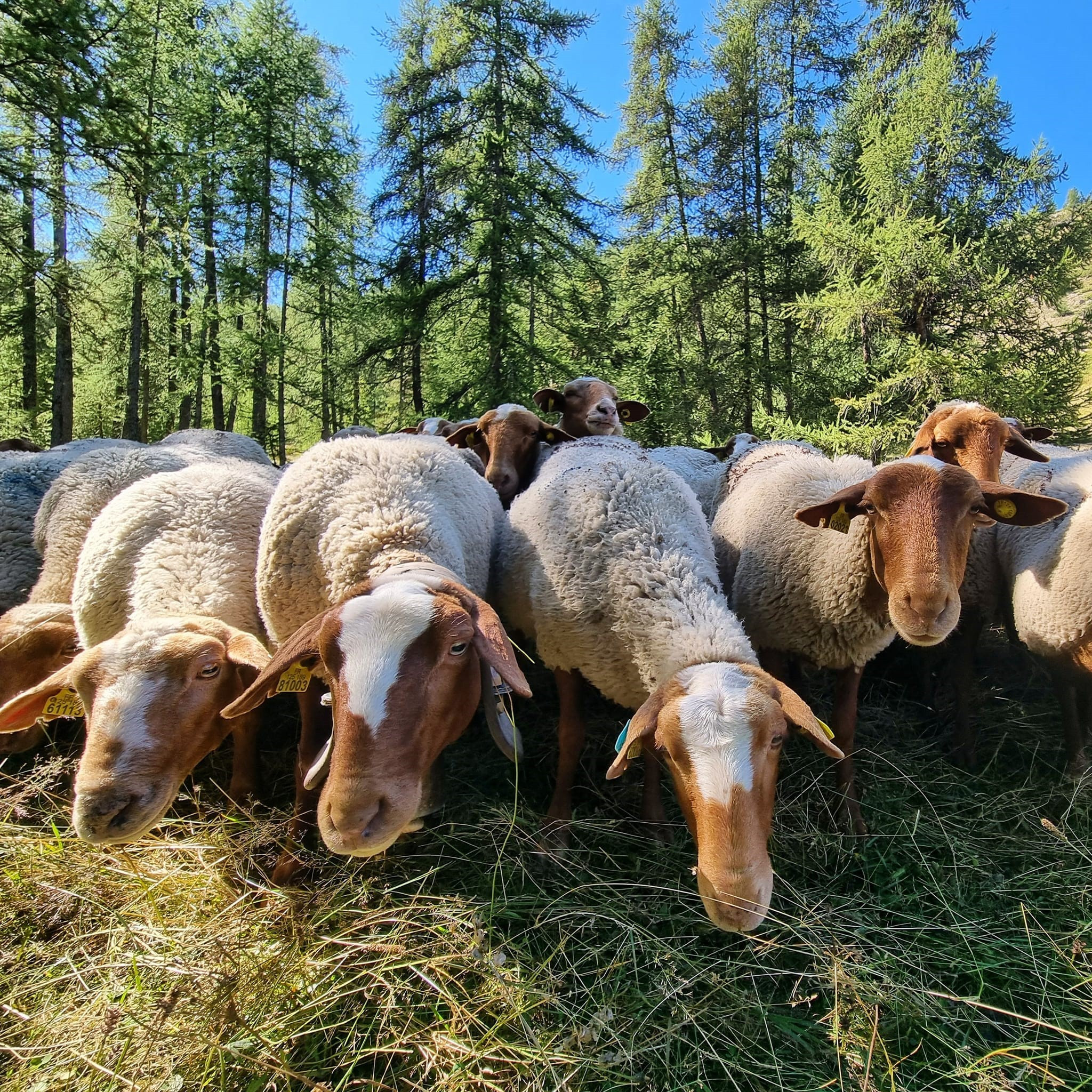 Photo de l'entreprise : GAEC des Valentins